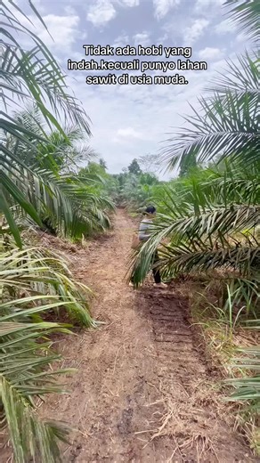 Terlahir dari Anak petani, harus punya kebun sendiri,#anakpetanisawit #perintisbukanpewaris #fypdong #ppksyangambi #sawitindonesia #sawitunggul
