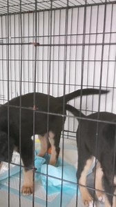 47K views · 1.8K reactions | Zwykłe bezdomne szczeniaki. Nic...