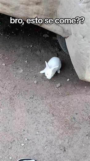 el conejo en sopa sabe rico¿? #parati #flypシ #video #conejo #foryou
