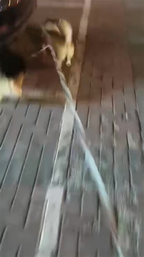 Timmy Movie (@timmymovie4)’s videos with original sound - Timmy Movie