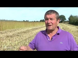 Agriculture : La culture du chanvre se développe (Vendée)