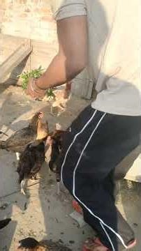 Murgiya Nu Ajj Feed Nhi Pai Appa Ajj Pai Nale Ali Ndhi #shorts #poultryfarming