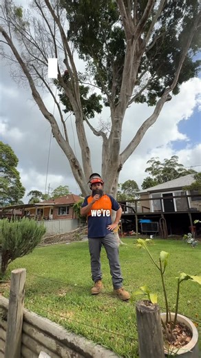 Just another day in the life of a tree lopper 🌳💪 Call us on 📞 (02) 9773 1868 or 0419 986 570 Or check out our website: www.truebluetreelopping.com.au #dayinalife #behindthescenes #treelopperlife #sydneytreelopper #treeremoval | True Blue Tree Lopping PTY LTD