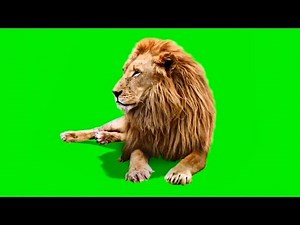 Male Lion | Best Green Screen ( Download Link )