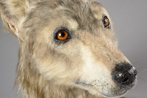 Top 10 Animals in Scottish Archaeology - Dig It!