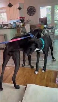 Adoptable great Dane Kevin. Available through.Full Circle Rescue &￼ Sanctuary in Birmingham, Alabama