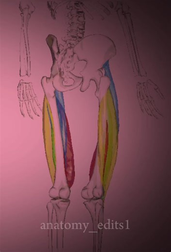 The quadriceps femoris is a large, powerful muscle group on the front of the thigh, consisting of four muscles—vastus lateralis, vastus medialis, vastus intermedius, and rectus femoris—that are crucial for extending the knee and stabilizing the patella. As the body's most voluminous muscle, it is essential for walking, running, and squatting. #fyp #f