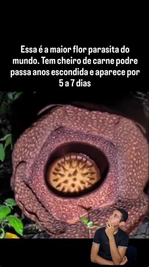 Corpse Flower: The plant that looks like a NIGHTMARE 😱