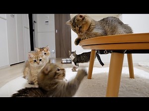 Cats being played with by cat dancers were too cute