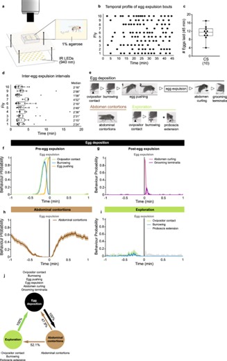 Neuronal substrates of egg-laying behaviour at the abdominal ganglion of Drosophila melanogaster - Scientific Reports