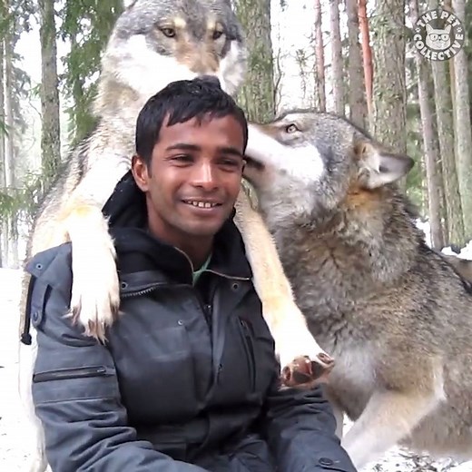4.9M views · 101K reactions | Wolves are so majestic  | The Pet Collective | Facebook