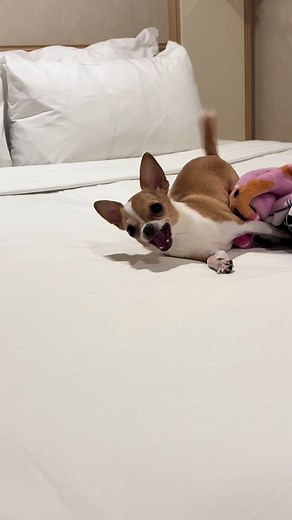 She walked into the cruise cabin and started kicking the bed like, ‘yeah, this will do’ 😌💅🐶🚢 #chihuahua #teacupchihuahua #cruise