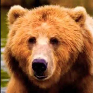 Grizzly Bear Roar 🐻 🔊