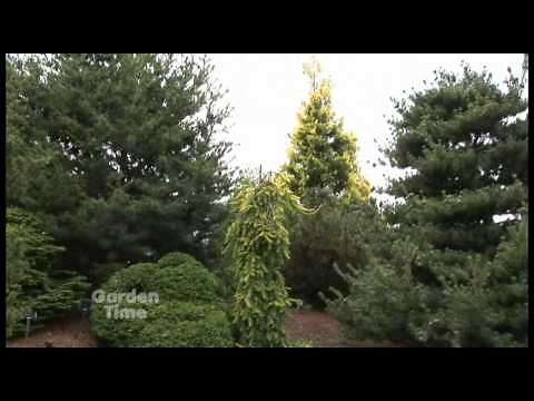 Conifer Garden