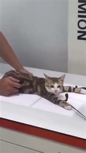 Mind Blowing Clips That Will Leave You Speechless #facts #shorts