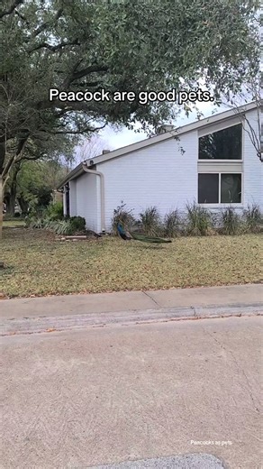 Peacocks as pets. Peacocks are good pets. Peacocks are omnivores meaning they can eat vegetables and meat. Make sure you have plenty of outdoor space because they poop everywhere. #peacock #petsoftiktok #birdsoftiktok #birds #peacocks