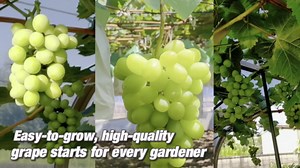 Grape Vine Plant Live for Planting, Grape Plant Live Grape Tree 1 to 2 Years Old, Grape Fruit Tree for Planting, Well-Rooted (Venus Grape)
