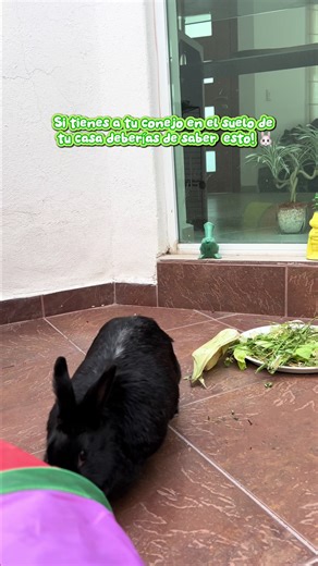 Si tienes un conejo en el piso de tu casa debes de saber esto! 🐰🌿 #mascotas #conejos #cuidadoanimal❤🐕🐾 #conejo nuestra prioridad siempre es cuidar de su salud y darles un hogar digno y seguro!
