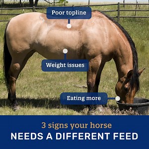 208K views · 2.9K reactions | Horse’s needs not being met? Watch for signs your horse is ready for a new feed. Our easy-to-use feed selector quiz helps you pick the best feed for your horse. | Triple Crown Feed | Facebook