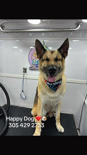 Leos mobile grooming on TikTok