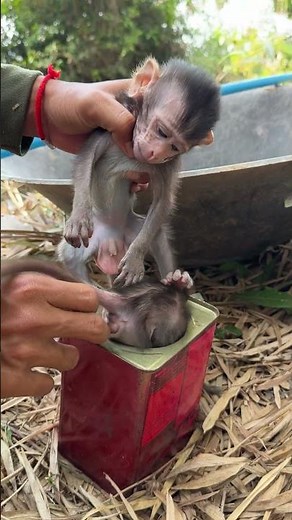 #MonkeyFamily #MonkeyAdventure #MonkeyFunny #MonkeyStory #EmotionalMonkey