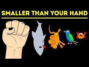 The Smallest Mammals, Fish and Insects on Earth