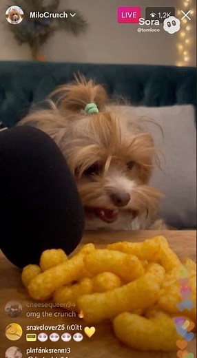 Relaxing Dog ASMR: Calming Sounds for You 🐶✨ #dog #puppy #funny #cutedog