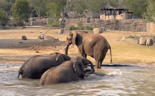 Elephant herd caught on camera enjoying ‘pool party’ at San Diego Zoo Safari Park
