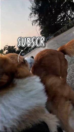 Dog POV | 😱😱😱 Intense Dog Fight Moment #DogPOV #DogFight #DogPlay #IntenseMoment