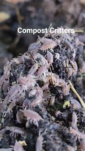 Compost critters. Do you know what these are? #Compost #Critters #Garden