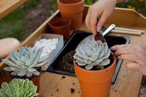 Do Hens And Chicks Need Fertilizer? ( Best Fertilizer For Hens And Chicks)