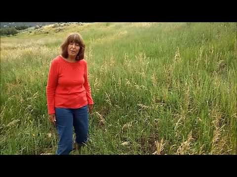 How to Identify Smooth brome – Bromus inermis - Colorado Grass