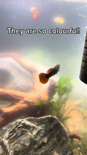 Day 145 of cycling 1km every 10 subscribers!