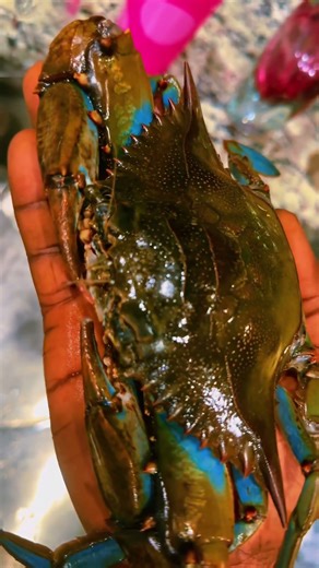 Caught this blues crab with my hand line #fishing #crabbing #bluecrab #fypシ゚viral