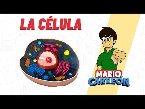 La Célula: estructura, partes y funciones.