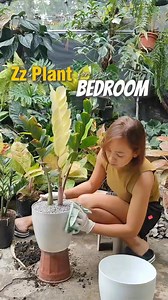 478K views · 5.9K reactions | ZZ plants offer several benefits when placed in a bedroom, including improved air quality, enhanced mood, and a low-maintenance care routine. Happy Gardening 六‍華 #plantgirlph #plantingloveandkindness #plantsmakepeoplehappy #gardening #zzplant | PlantGirl PH | Facebook