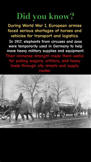 Did You Know? Elephants Used by the German Army in WWI #shorts