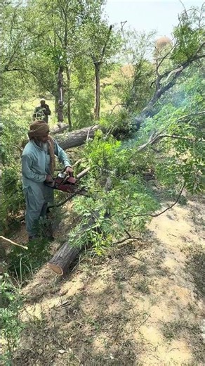 Why do they cut down trees?? 🌳