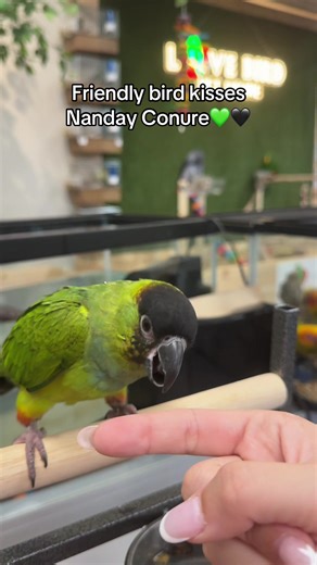 Nanday Conure: Friendly Bird Kisses & Personality
