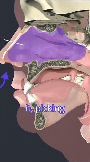 6.1K views · 62 reactions | 贈 Nasal Cavity – The Gateway to...