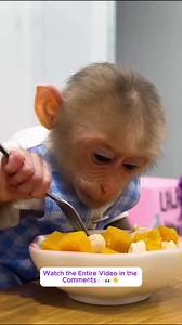 With consideration, Lala entered the kitchen to get the items ready for Siba's meal!..#monkeyLala #Monkeykaka #Cubismonkey #expore #trending #monkeyBibi | Monkey LaLa