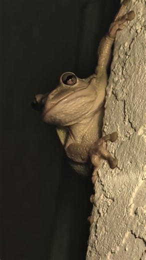 "My Alien Friend" #alien #animal # travel #surprising encounters#perereca#frog