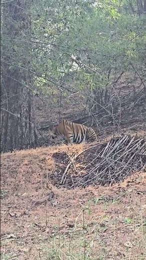 Angry 😡 Tiger 🐯 #viralshort #youtubeshorts #shortvideo