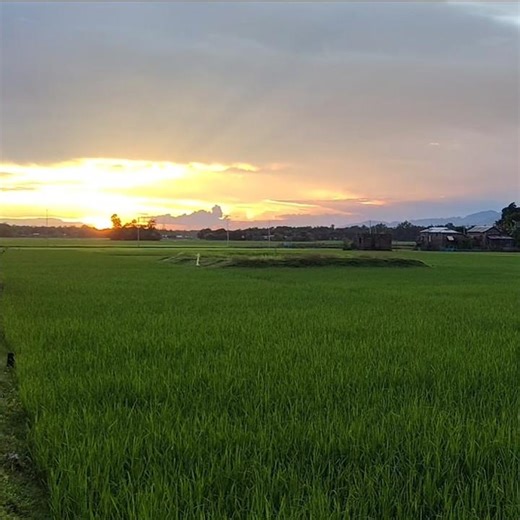 Aaj Dhaner Khete 🌾 | Sunset 🌅 #paddyfield #sunsetview #nature #sunset #shorts #youtubeshorts