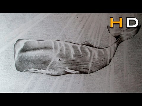 How to Draw a Sperm Whale With Pencil Step by Step for Beginners Easy