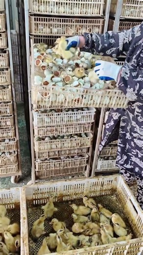 #duck #farmer #duckfarming #factory #animals #shorts