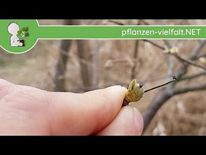Gemeine Hasel - Austrieb - 03.04.18 (Corylus avellana) - Baum-/Strauch-Bestimmung