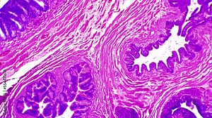 Human prostate gland in section magnified in 200 times against white background. Investigation of male reproductive organ tissue filmed in biological lab. Research of male genitals. Man health