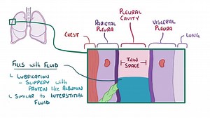Video: Pleural effusion - Video Explanation! | Osmosis | Osmosis
