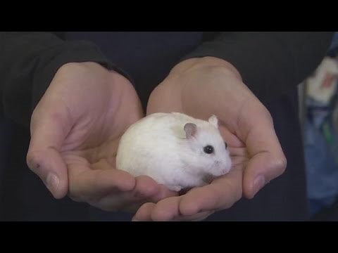 How To Breed Your Pet Mice